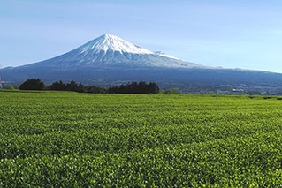 Eastern Shizuoka(Fuji/Numazu/Izu)