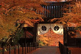 Nagaoka Kyo