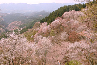 Southern Nara(Yoshino/Oku-Yoshino)