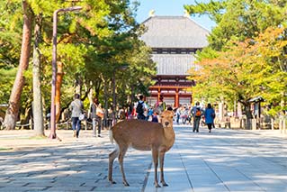 Nara City
