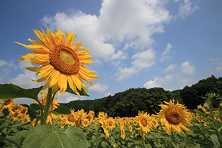 Northern Hiroshima(Miyoshi/Geihoku)