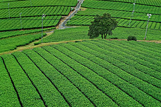 Southern Fukuoka(Chikugo/Kurume/Omuta)