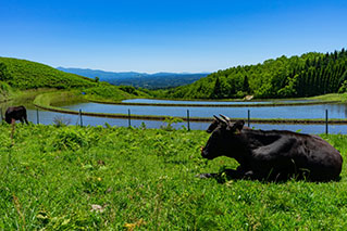 Northern Kumamoto(Aso/Tamana/Yamaga)