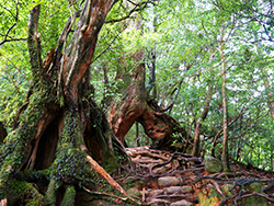 Yaku-shima Island