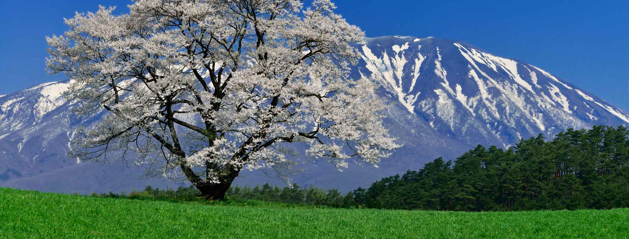 背景