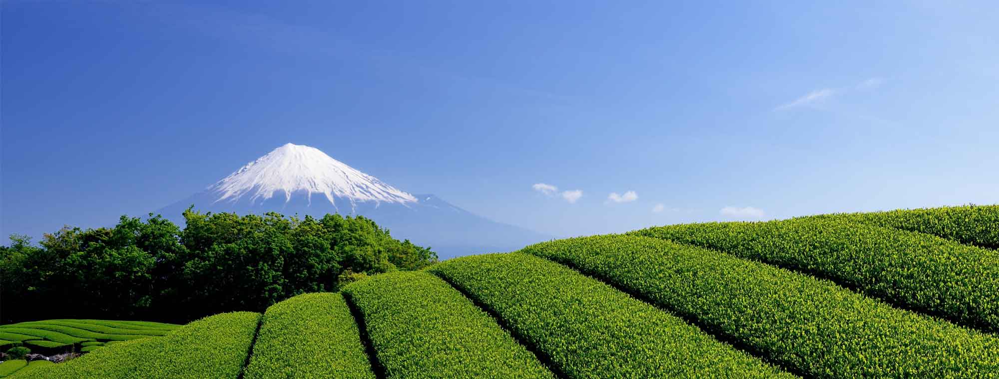 背景