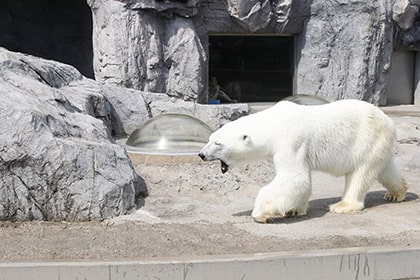 旭山動物園のほっきょくぐま