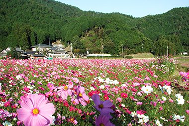 清住コスモス畑