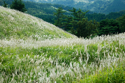 ススキの草原