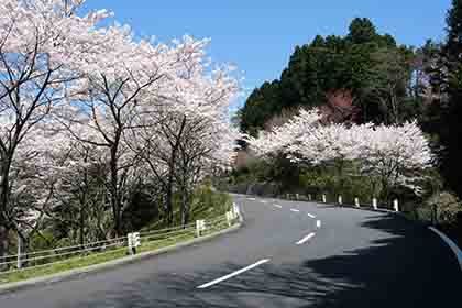 桜が咲く道路
