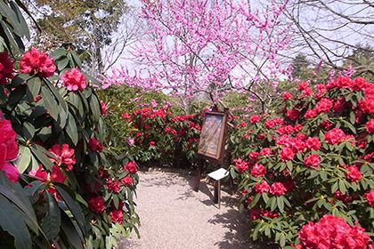 ピンクの花が咲くこもれびの庭