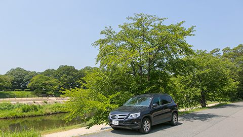 上賀茂神社や植物園、京都のど真ん中で自然を満喫