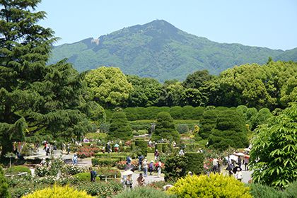 自然林と山並み
