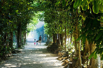 備瀬のフクギ並木道を歩く家族連れ