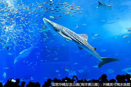 美ら海水族館の水槽