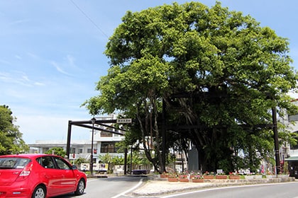 ひんぷんガジュマル