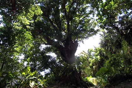 巨大なアカギの木