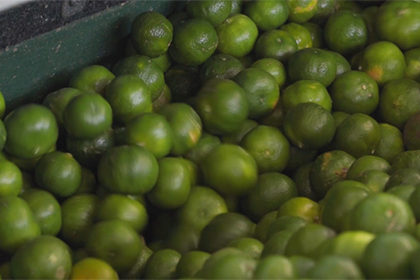 大宜味シークヮーサーパーク