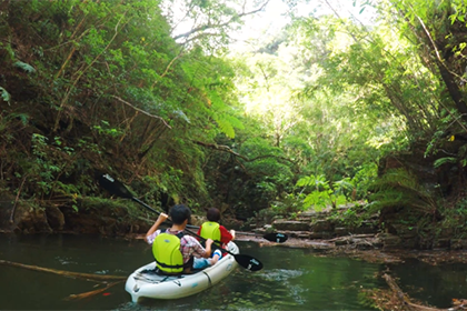 亜熱帯の植物の様子