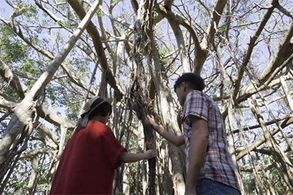 ガジュマルに触る男女