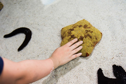 ナマコとヒトデ