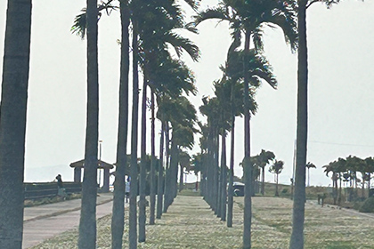 カルスト地形と植物