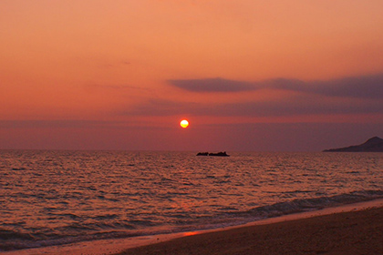 亜熱帯の植物の様子