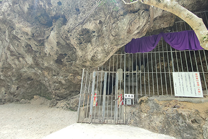 亜熱帯の植物の様子