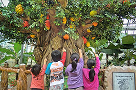 Okinawa Fruits Land