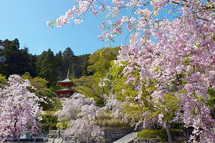 桜と多宝塔