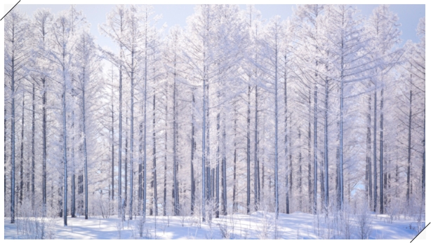 美瑛・富良野・旭川・稚内