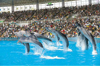 イルカショー