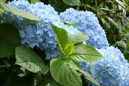 花園あじさい園